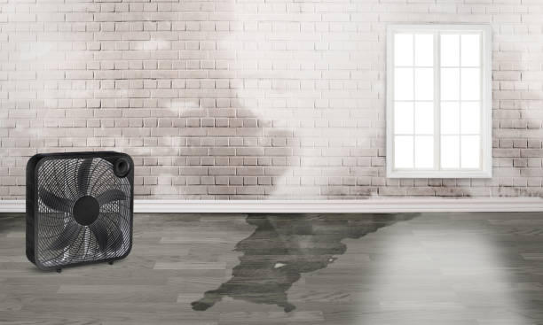 Best Water damage contractors near me  in Standish, MI